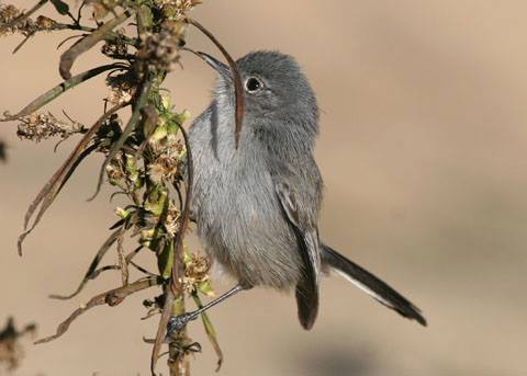 12143304_10156061924445058_4733289574792125823_n