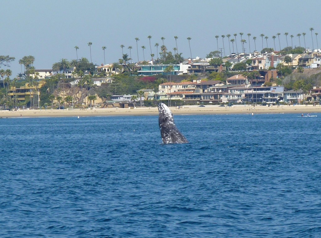 1890396_10153830354875058_496390520_o